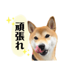 柴犬チビのスタンプ（個別スタンプ：12）