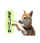 柴犬チビのスタンプ（個別スタンプ：13）