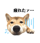 柴犬チビのスタンプ（個別スタンプ：14）