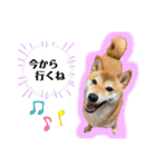 柴犬チビのスタンプ（個別スタンプ：15）