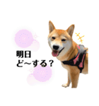 柴犬チビのスタンプ（個別スタンプ：16）