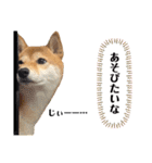 柴犬チビのスタンプ（個別スタンプ：17）