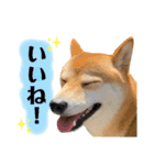柴犬チビのスタンプ（個別スタンプ：19）