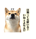 柴犬チビのスタンプ（個別スタンプ：20）