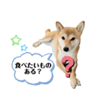 柴犬チビのスタンプ（個別スタンプ：21）