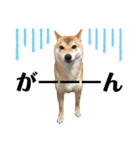 柴犬チビのスタンプ（個別スタンプ：22）