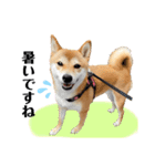 柴犬チビのスタンプ（個別スタンプ：23）