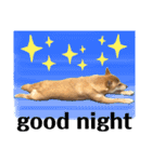 柴犬チビのスタンプ（個別スタンプ：24）