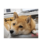 こはる専務の日常2（個別スタンプ：7）