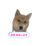 こはる専務の日常2（個別スタンプ：13）