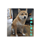 こはる専務の日常2（個別スタンプ：14）