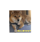 こはる専務の日常2（個別スタンプ：15）