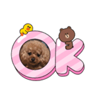 プードルのアレキくん（個別スタンプ：2）