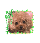 プードルのアレキくん（個別スタンプ：3）