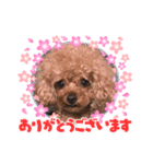 プードルのアレキくん（個別スタンプ：4）