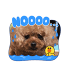 プードルのアレキくん（個別スタンプ：6）