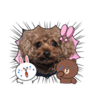 プードルのアレキくん（個別スタンプ：8）