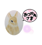 うさぎの絵（個別スタンプ：5）