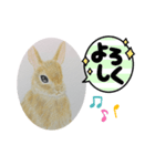 うさぎの絵（個別スタンプ：6）