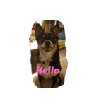 Abby's stickers 2 ツンデレ犬チワワのAbby（個別スタンプ：3）