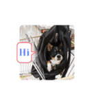 Abby's stickers 2 ツンデレ犬チワワのAbby（個別スタンプ：4）