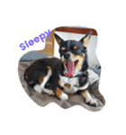 Abby's stickers 2 ツンデレ犬チワワのAbby（個別スタンプ：5）