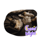 Abby's stickers 2 ツンデレ犬チワワのAbby（個別スタンプ：7）