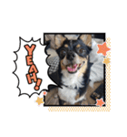 Abby's stickers 2 ツンデレ犬チワワのAbby（個別スタンプ：8）