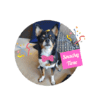 Abby's stickers 2 ツンデレ犬チワワのAbby（個別スタンプ：9）