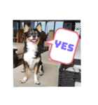 Abby's stickers 2 ツンデレ犬チワワのAbby（個別スタンプ：10）