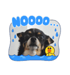 Abby's stickers 2 ツンデレ犬チワワのAbby（個別スタンプ：12）