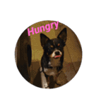 Abby's stickers 2 ツンデレ犬チワワのAbby（個別スタンプ：13）