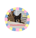 Abby's stickers 2 ツンデレ犬チワワのAbby（個別スタンプ：14）