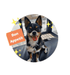 Abby's stickers 2 ツンデレ犬チワワのAbby（個別スタンプ：15）