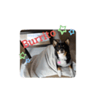 Abby's stickers 2 ツンデレ犬チワワのAbby（個別スタンプ：16）