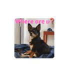 Abby's stickers 2 ツンデレ犬チワワのAbby（個別スタンプ：18）