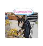 Abby's stickers 2 ツンデレ犬チワワのAbby（個別スタンプ：19）