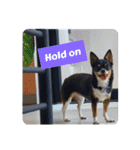 Abby's stickers 2 ツンデレ犬チワワのAbby（個別スタンプ：20）