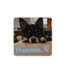 Abby's stickers 2 ツンデレ犬チワワのAbby（個別スタンプ：21）