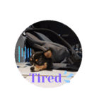 Abby's stickers 2 ツンデレ犬チワワのAbby（個別スタンプ：22）
