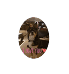 Abby's stickers 2 ツンデレ犬チワワのAbby（個別スタンプ：23）
