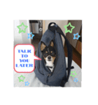 Abby's stickers 2 ツンデレ犬チワワのAbby（個別スタンプ：24）