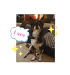 Abby's stickers 2 ツンデレ犬チワワのAbby（個別スタンプ：27）