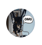 Abby's stickers 2 ツンデレ犬チワワのAbby（個別スタンプ：31）