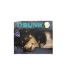 Abby's stickers 2 ツンデレ犬チワワのAbby（個別スタンプ：32）