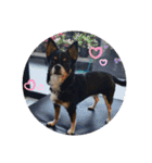Abby's stickers 2 ツンデレ犬チワワのAbby（個別スタンプ：33）