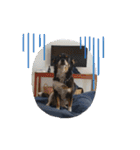 Abby's stickers 2 ツンデレ犬チワワのAbby（個別スタンプ：35）