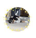 Abby's stickers 2 ツンデレ犬チワワのAbby（個別スタンプ：36）