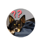 Abby's stickers 2 ツンデレ犬チワワのAbby（個別スタンプ：37）