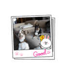 Abby's stickers 2 ツンデレ犬チワワのAbby（個別スタンプ：38）